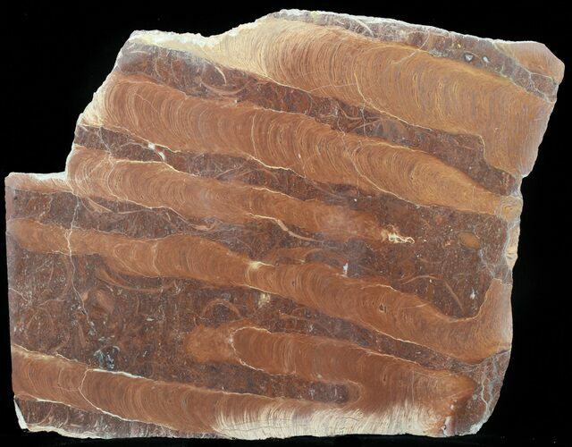 Polished Stromatolite (Jurusania) From Russia - Million Years #57553